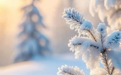 ROLVSRUD PARK II SAMEIE