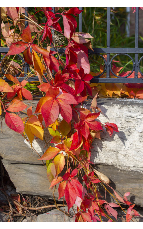 Høsten byr på praktfulle farger!