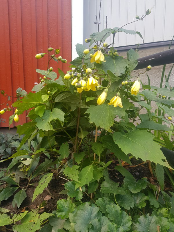 Gule høstblomster