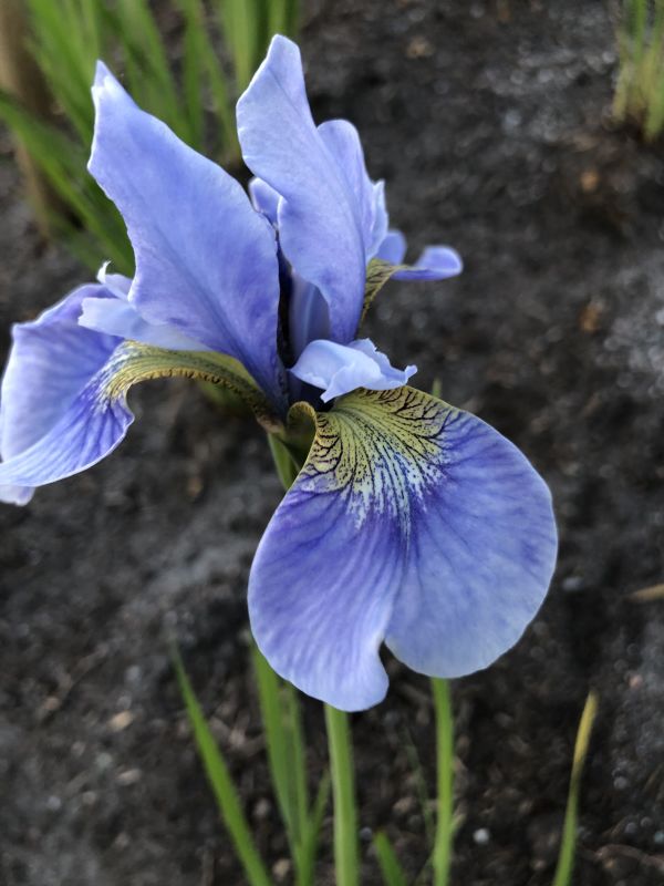 Vi har en vakker hage med mange fine blomster, busker, prydgress og trær. Sibiririsen sprang ut i dag🦋.