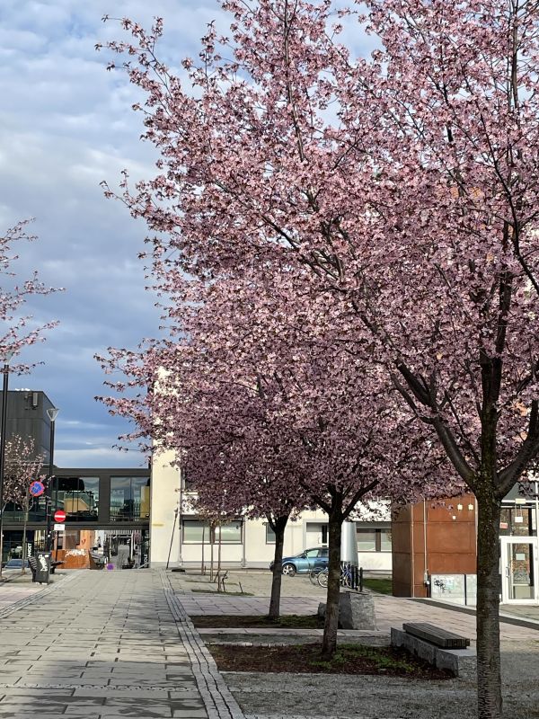 Fantastisk nærhet til byen og alle aktiviteter