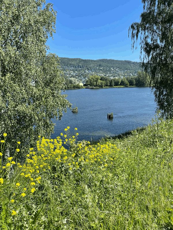 Utsikt fra Elvekanten