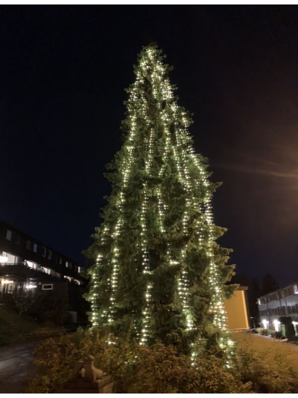 Julegranen vår