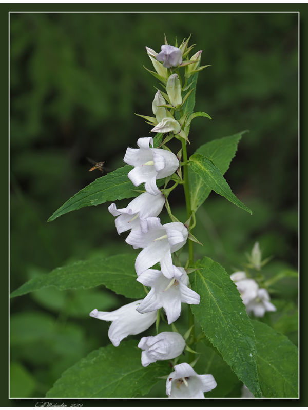 Storklokke (campanula latifolia)