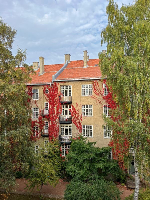 Gørbitz gate sett fra bakhagen