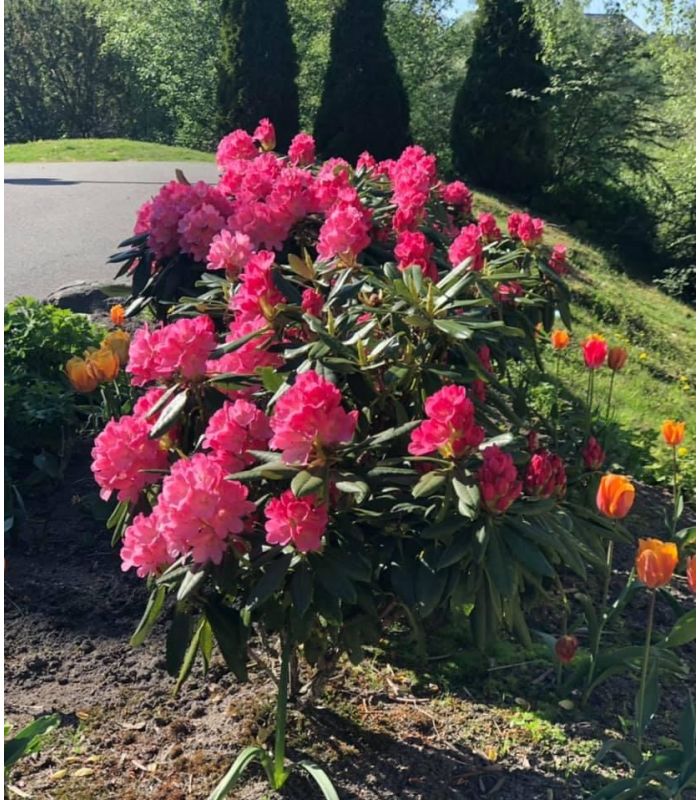 Nydelig rhododendron i bedet på vei til Kiwi!