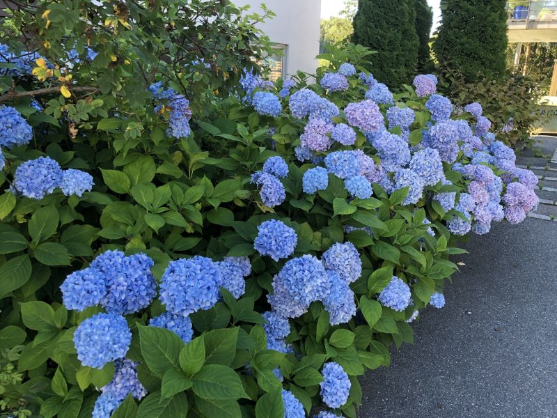 Hagen er full av frodige blomster og planter