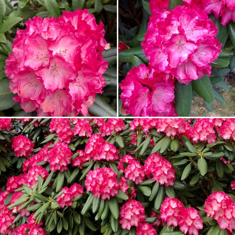 Store grøntområder og mange flotte stauder som står i blomst vår og sommer . 